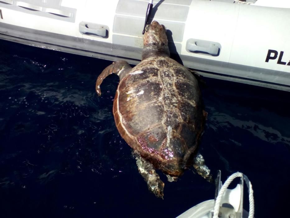 Hallan muerta a una tortuga de más de cien kilos