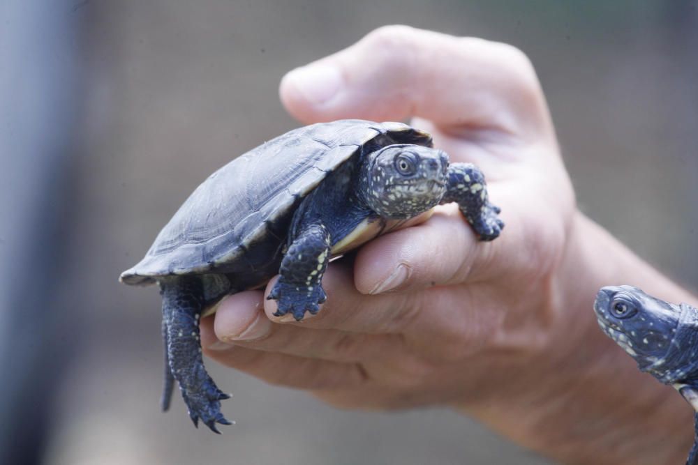 Alliberen al riu Ter diversos exemplars de tortuga d''estany