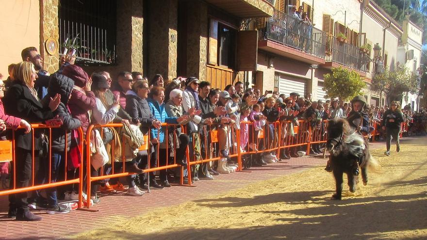 Burjassot bendice a sus animales por San Antonio Abad