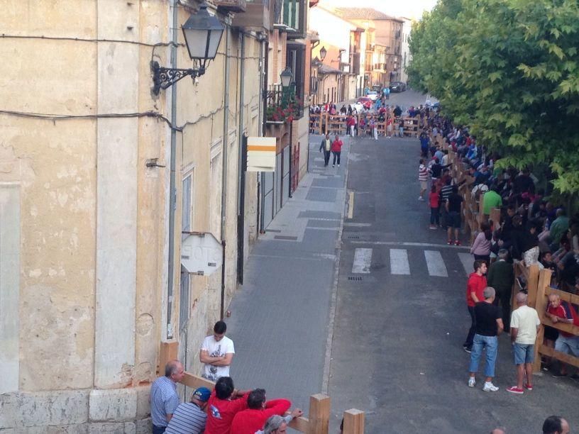 Fiestas Toro: Encierro urbano y suelta de vaquilla