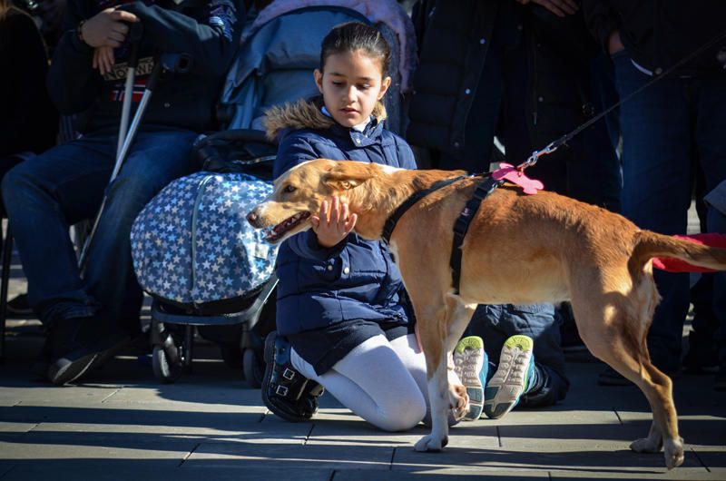 Fundación Bioparc y AUPA celebran el 15º Desfiles de perros abandonados