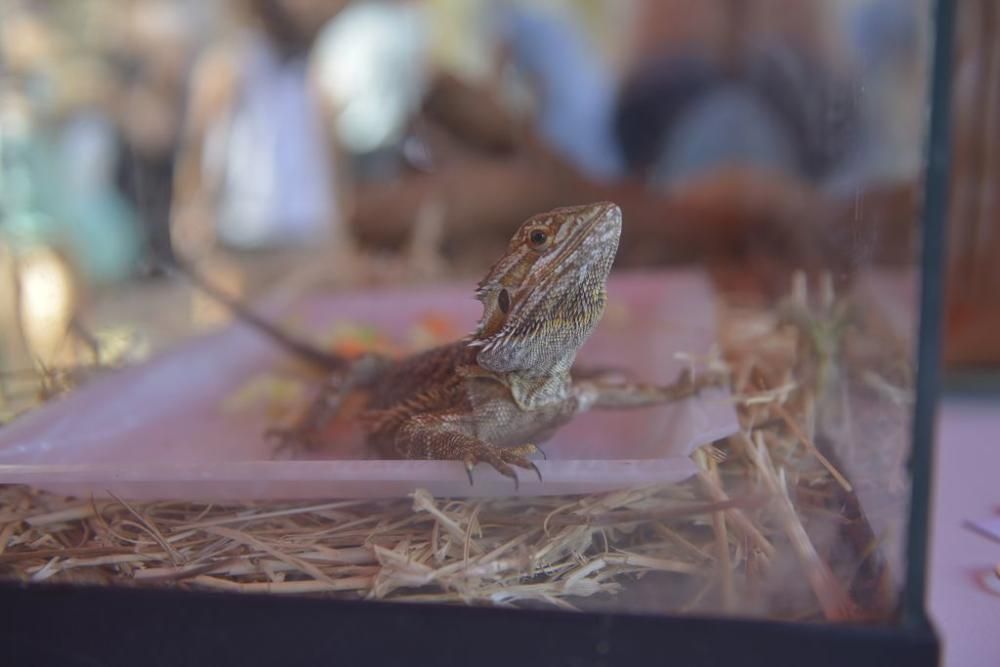 La perrera de Murcia saca sus animales a la calle