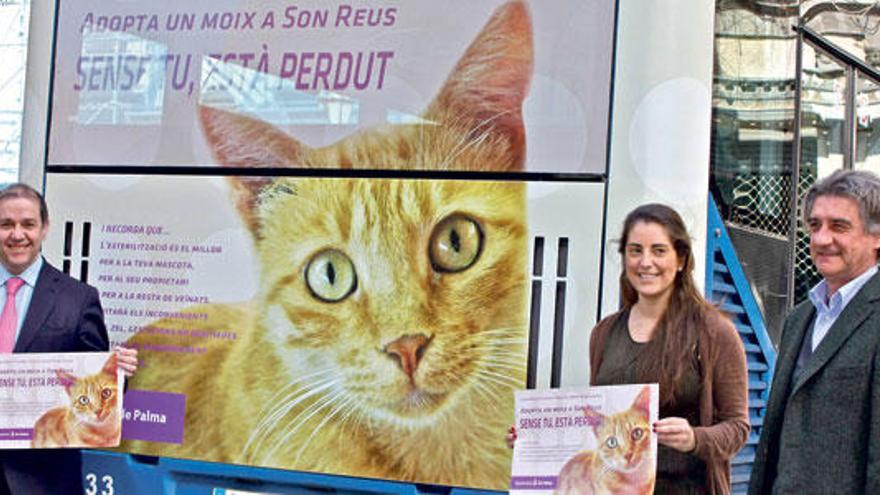 Campaña para fomentar la adopción de gatos