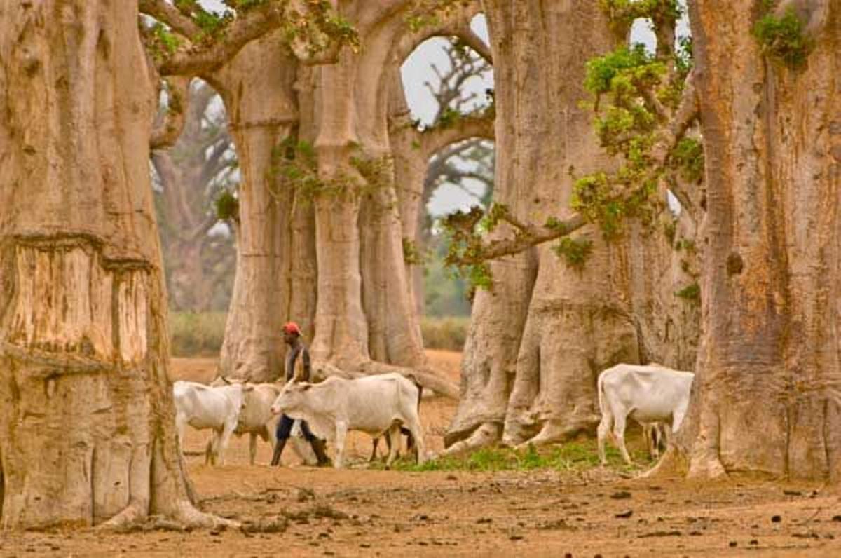 Un pastor nómada pasea con su rebaño entre los baobabs.