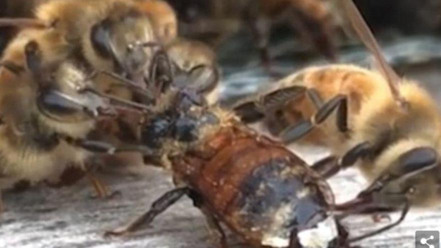 Impactante vídeo de unas abejas limpiando a una compañera que cayó en un depósito de miel