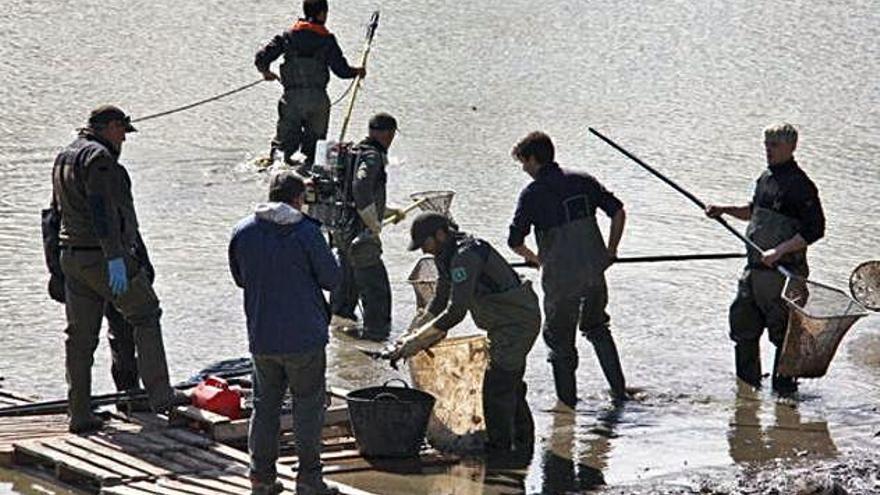 El grup de tècnics d&#039;una empresa especialitzada i agents rurals durant l&#039;extracció de peixos
