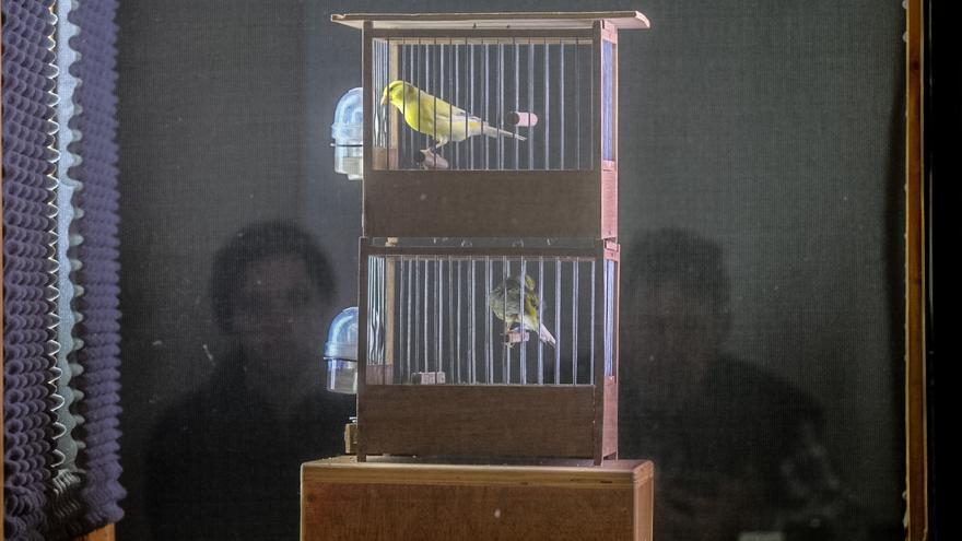 Comer como  un pajarito