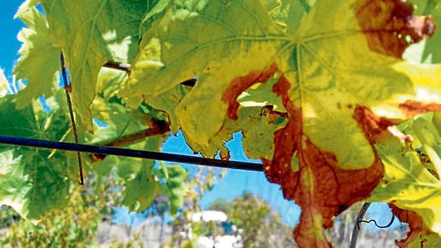 Eines der Hauptsorgenkinder auf den Balearen sind die anfälligen Weinreben. 13 Prozent der bisher getesteten Pflanzen sind infiziert.