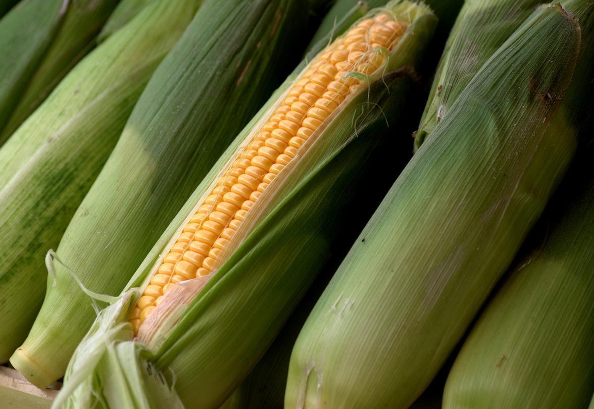 Mazorcas de maíz.