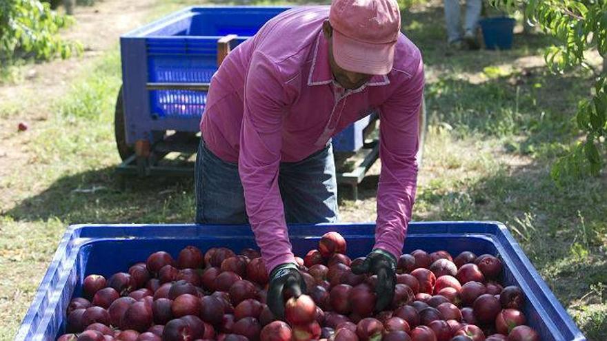 La UE ampliará la semana que viene las ayudas a los agricultores por el veto ruso