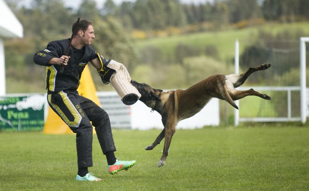 Copa de España de Trabajo para Perros de Utilidad