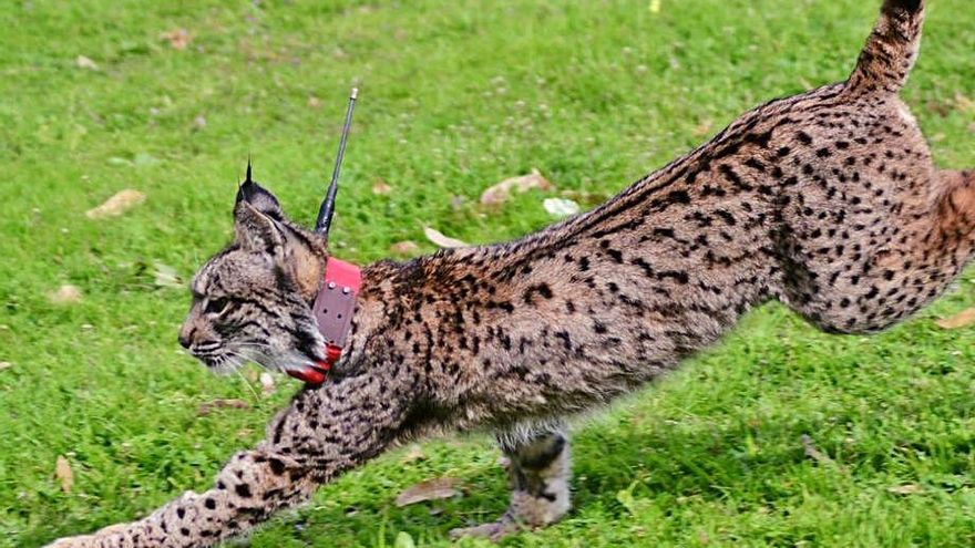 Suelta de un lince en la provincia de Córdoba.