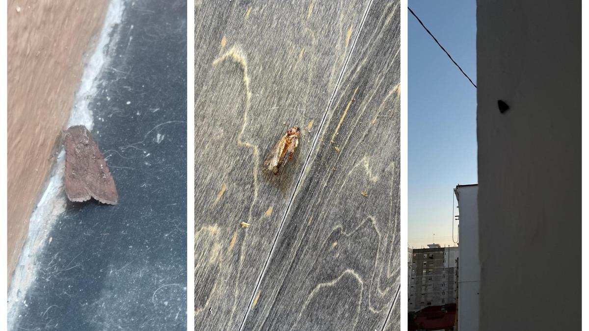 La plaga de polillas llega a València: proliferan con el aumento de las temperaturas