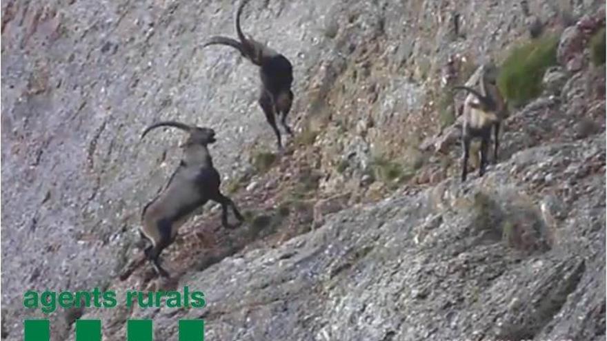 Exemplars de cabra salvatge al parc natural de Montserrat