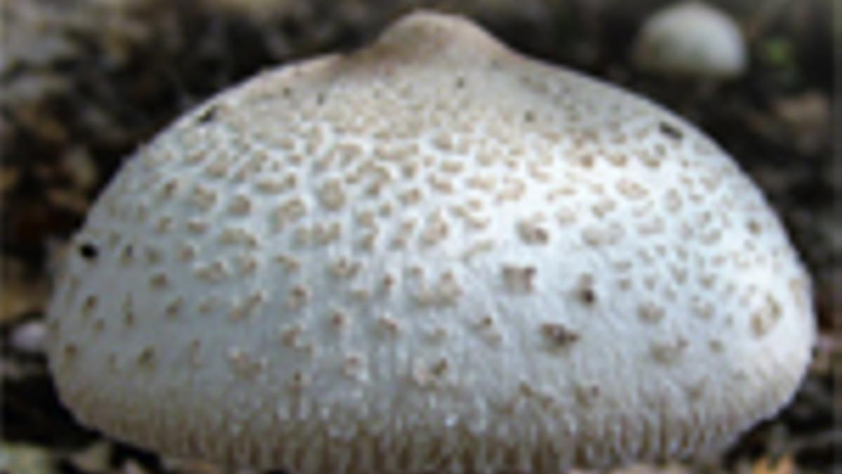 Apagallum