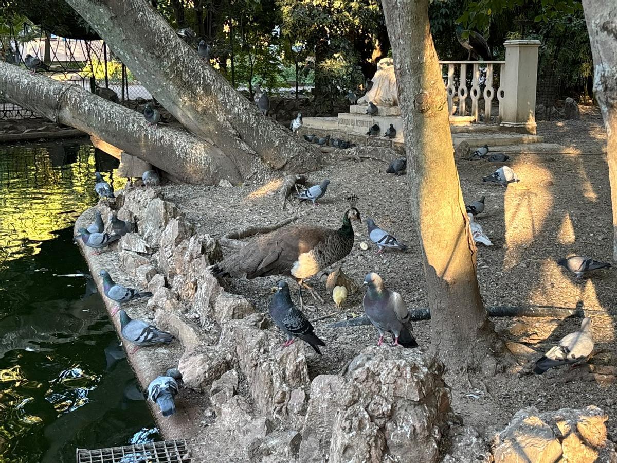 Un ejemplar de pavo real en el estanque del parque de Castelar de Badajoz.