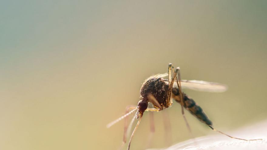 Un Aedes albopictus omosquito tigre.