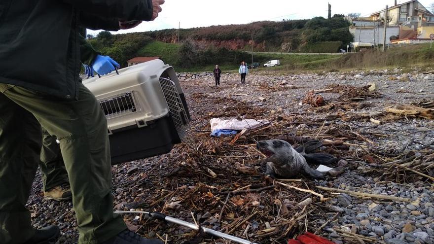 Una cría de foca gris, en la playa del Arañón, en la bocana de la ría de Avilés.