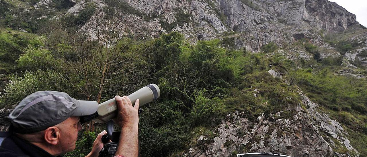 José Antonio García observa el peñón de Figares, en Morcín, zona de cría del buitre leonado y del alimoche.