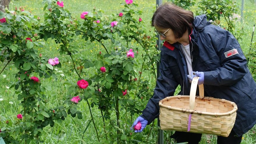 El valle de Cibea huele a flores y a negocio gracias a la Rosa Narcea (y a una científica canguesa)