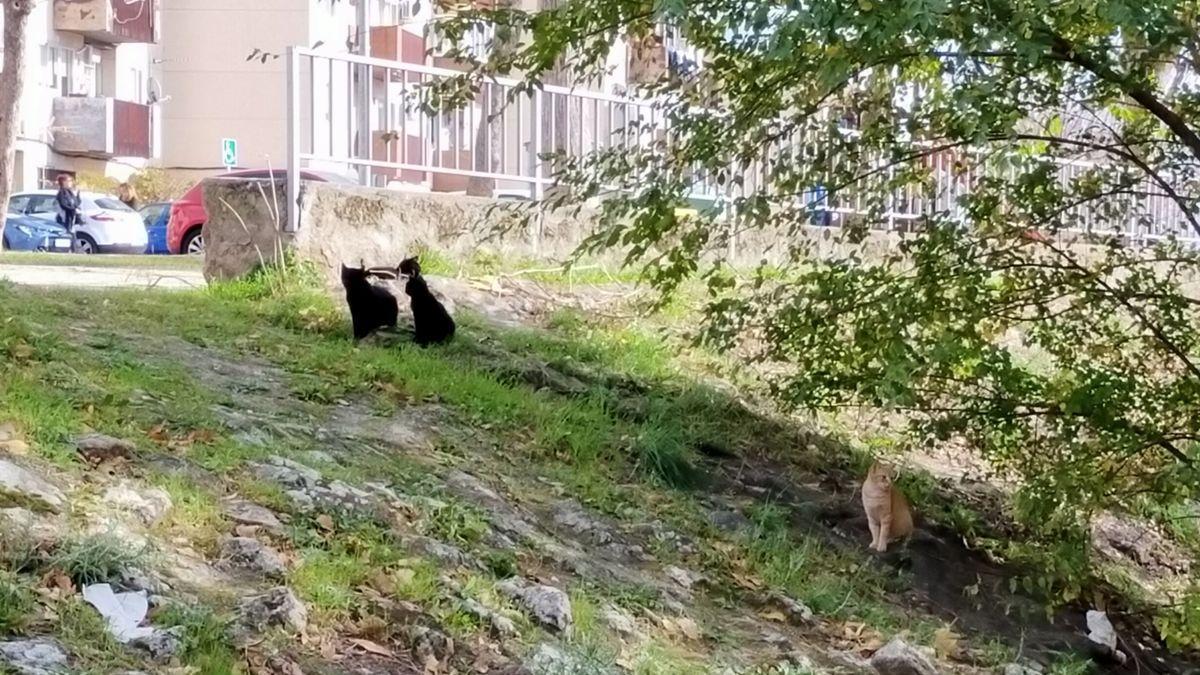 Un grupo de gatos urbanos, en la zona de Pablo Iglesias de Plasencia.