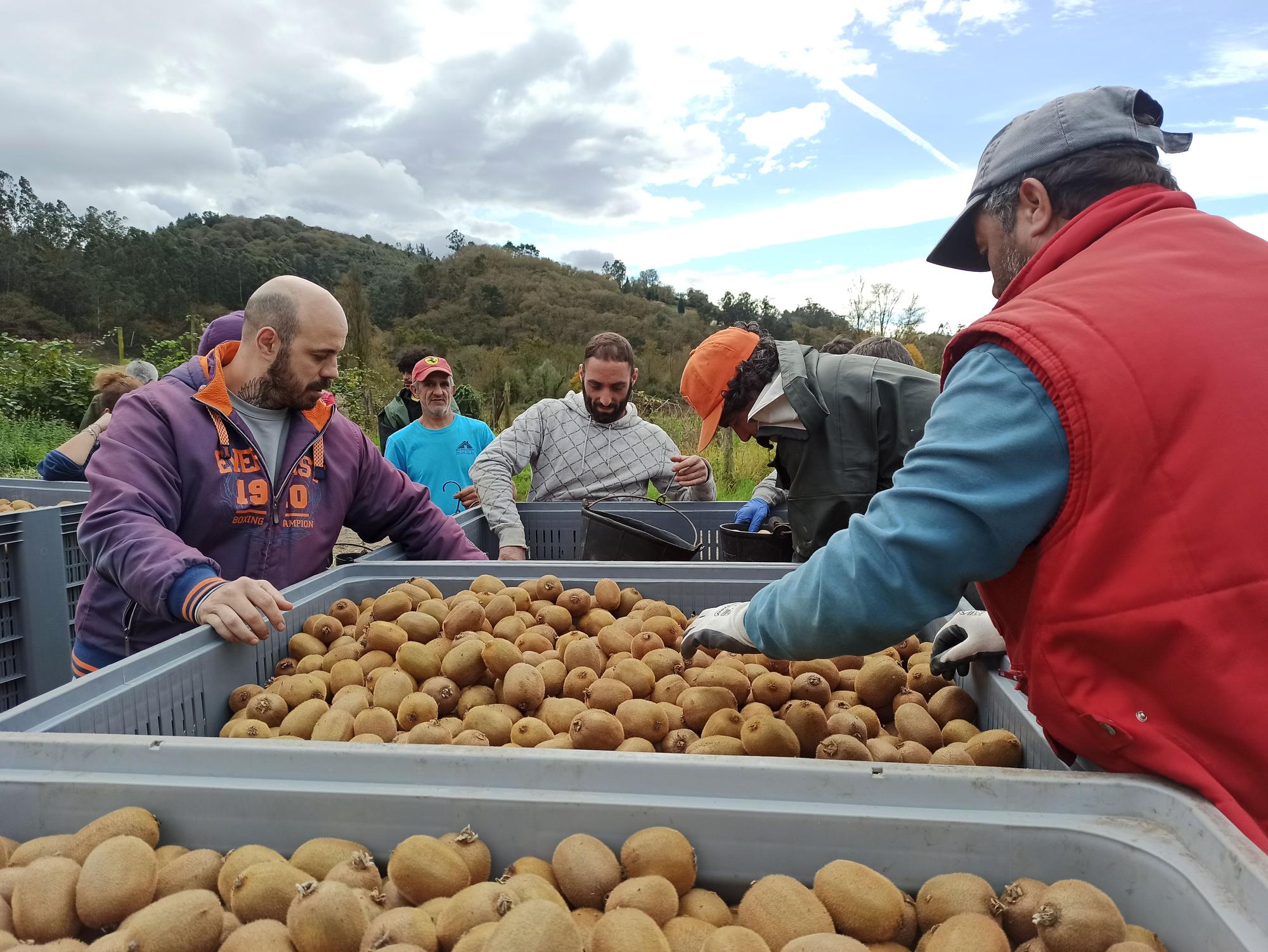 EN IMÁGENES: Inicio de la cosecha de kiwis en Pravia