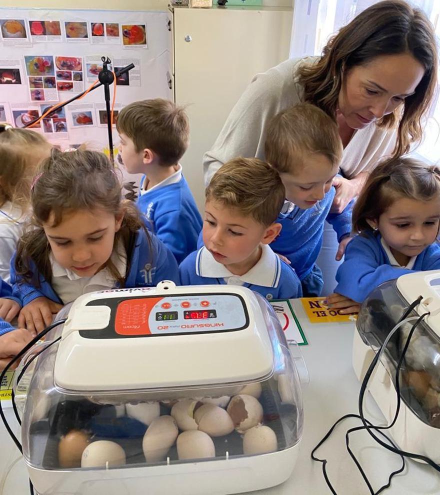 La incubadora digital se ha convertido en un elemento más de este aula del colegio Fundación Flors.