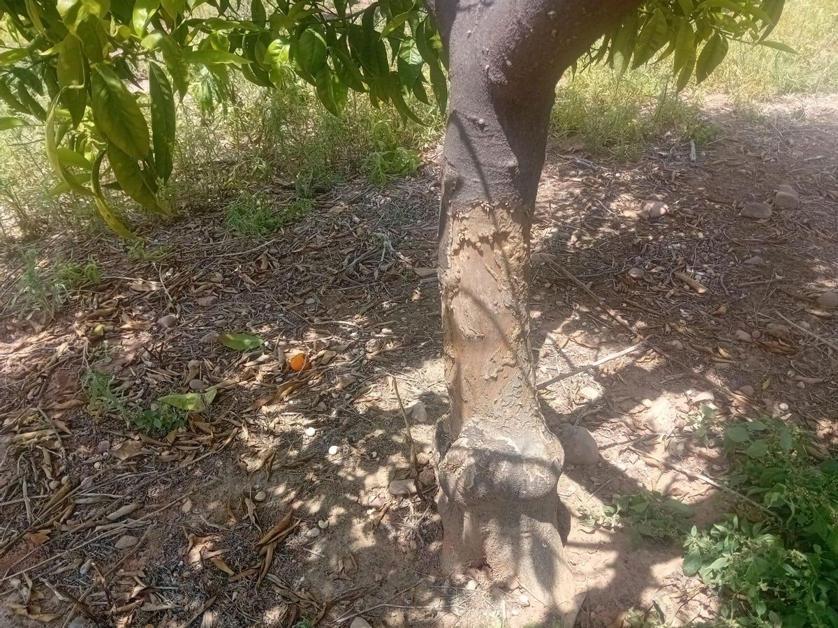 Daños por la fauna silvestre.