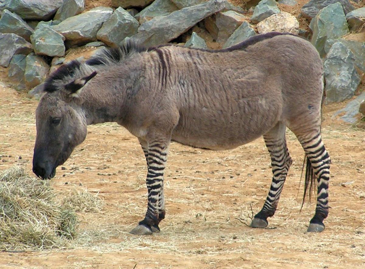 &quot;Sombra&quot;, el zebrasno del zoo de Colchester.