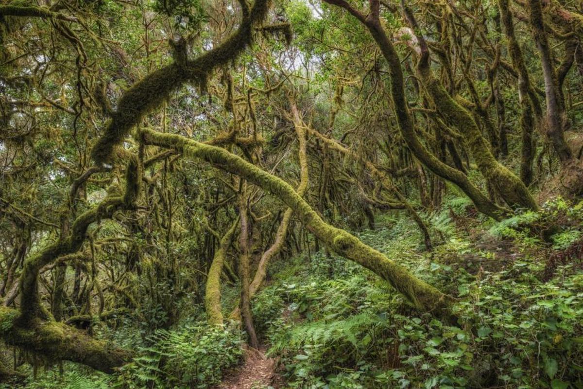 Cuatro maravillas naturales de Canarias, entre las 20 mejores de España