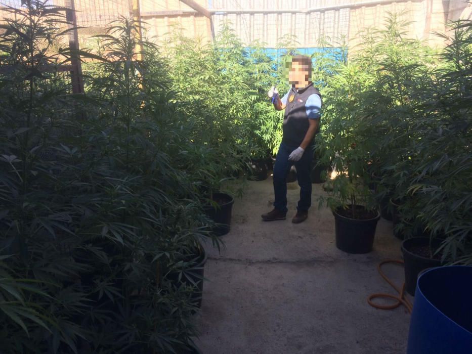 La Policía Local ha hallado cerca de 200 plantas, balanzas de precisión, una escopeta, dos hachas y un machete