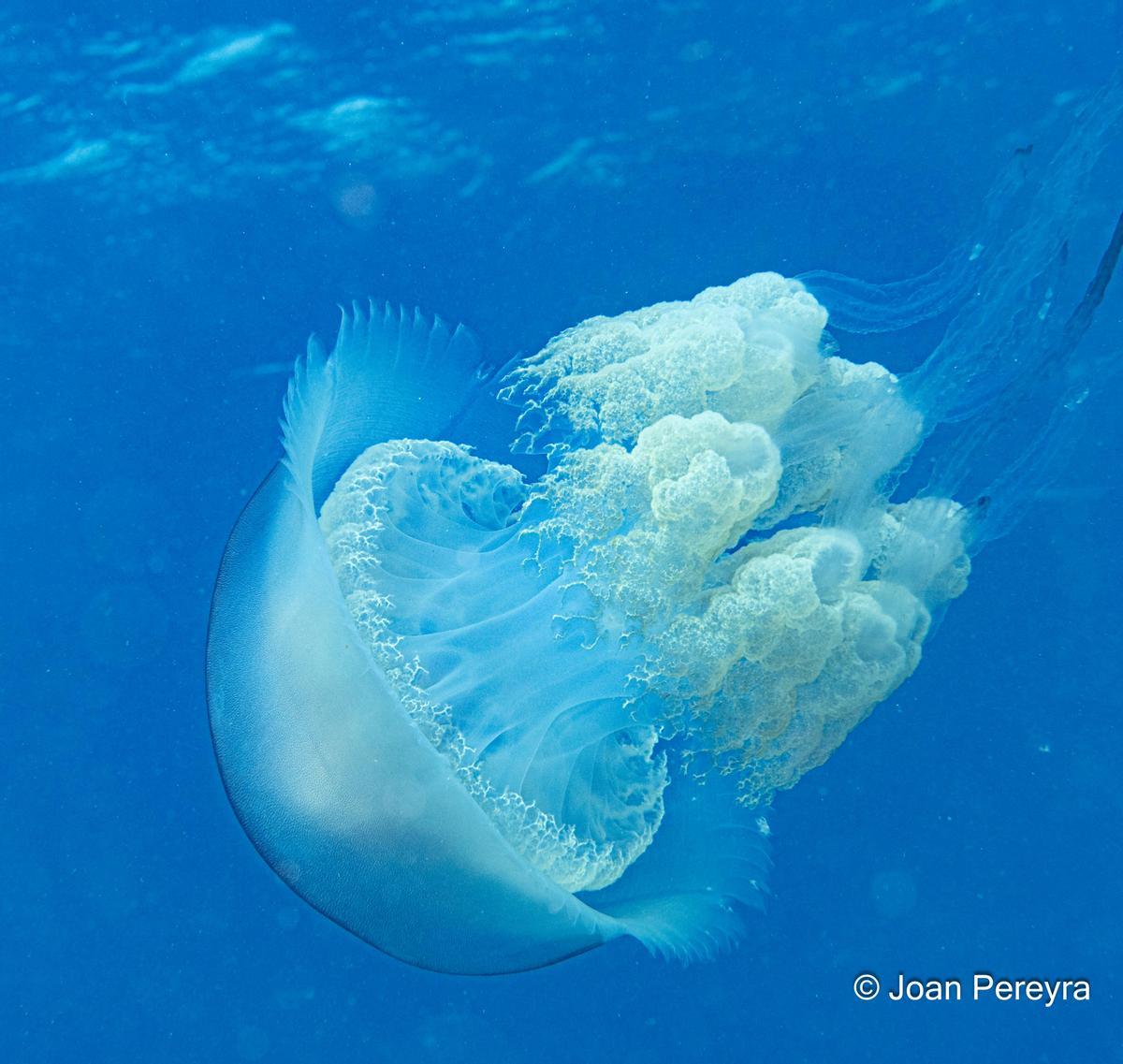 Otra de las imágenes de la medusa de un metro captada por Juan Pereyra