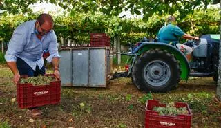 Rías Baixas ya supera los 41 millones de kilos de uva