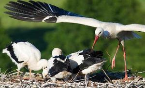 Una cigonya blanca estén les seves ales a l’aterrar sobre el seu niu abans d’alimentar els seus pollets a la teulada d’una església de Treplin (Alemanya).