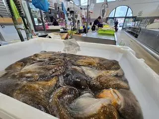 El pulpo gallego abandona las pescaderías y plazas tras la venta en lonja de 1.445 toneladas