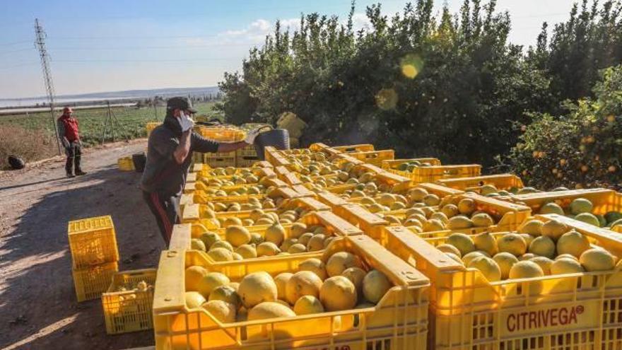 El precio del limón se dispara un  71% y alcanza los 1,20 euros por kilo