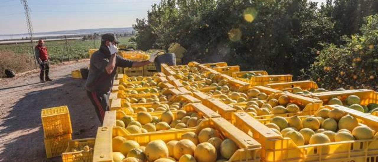 El precio del limón se dispara un  71% y alcanza los 1,20 euros por kilo
