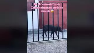 ¿Tienen en el centro de día de Zahínos (Badajoz) un cerdo de mascota?
