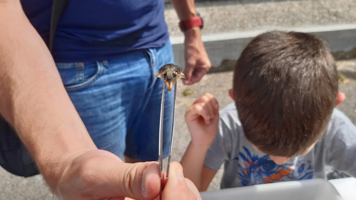 S&#039;ha celebrat una xerrada a Maçanet, a més d&#039;un taller d&#039;educació ambiental.