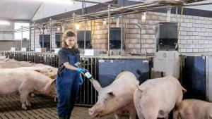 Trabajos en una granja de porcino de Inga Foods, en una imagen de archivo.