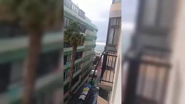 Las palmeras se tambalean por el fuerte viento en Las Palmas de Gran Canaria