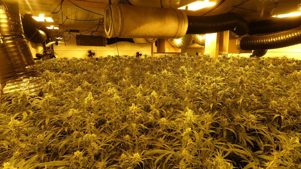 Plantació de marihuana instal·lada dins d’una nau industrial al municipi de Vila-sacra