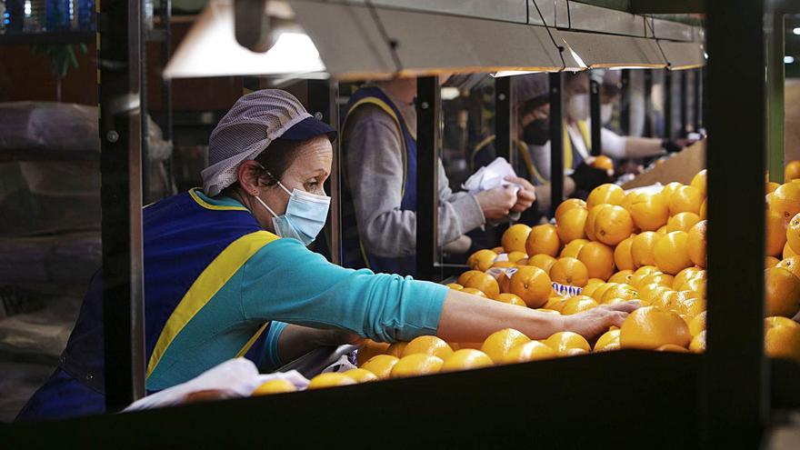 Unas trabajadoras, en un almacén de Quartell. | DANIEL TORTAJADA
