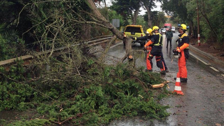 Los bomberos, durante el corte del árbol caído.