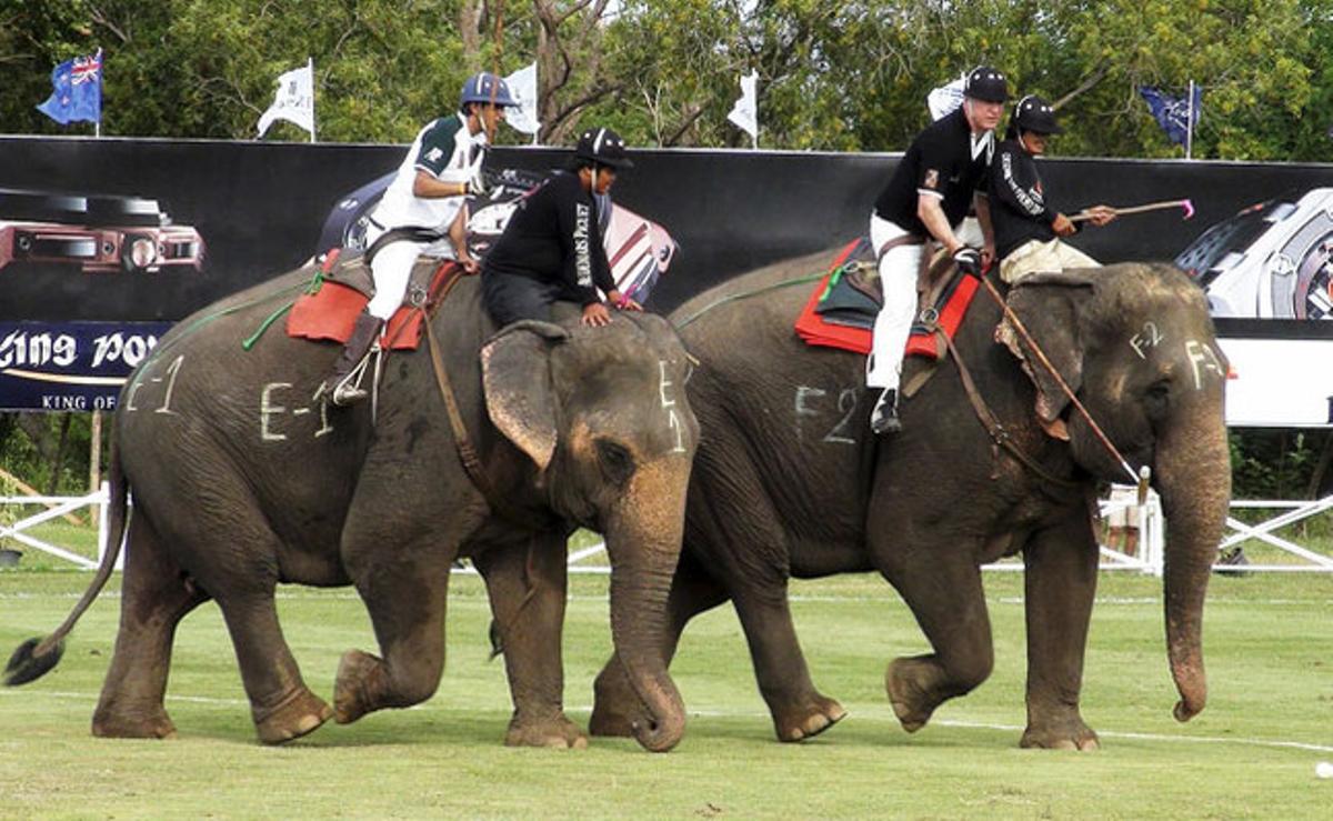 Jugadors i una vintena de paquiderms participen aquests dies a Tailàndia en el torneig de polo sobre elefants.