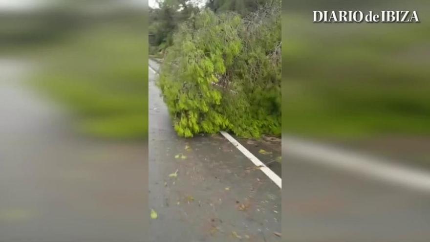 La tormenta arranca varios pinos en Sant Antoni