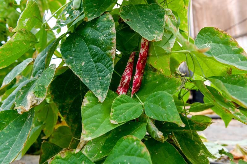 Dos jóvenes agricultores que cultivan, procesan y