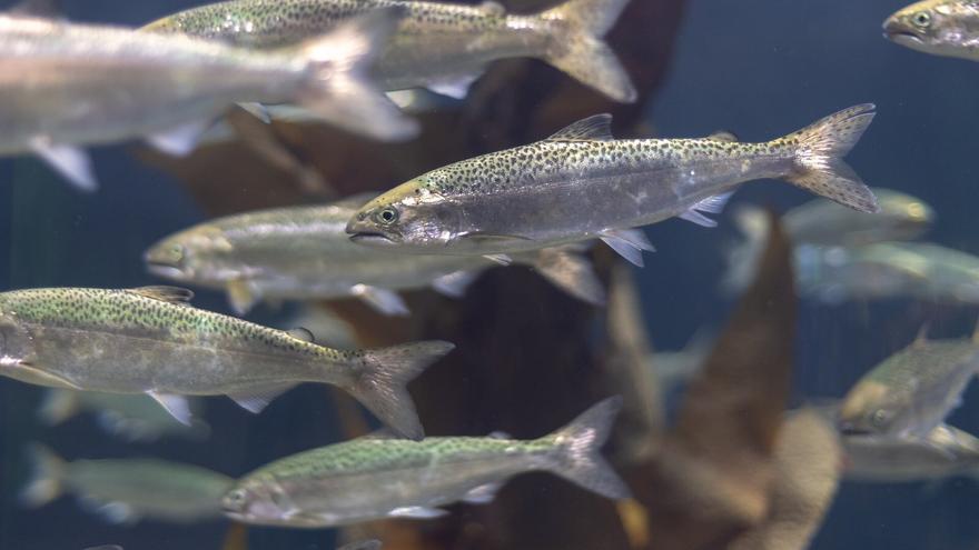Descubren que pescar el salmón atlántico al principio de la temporada reduce su crecimiento