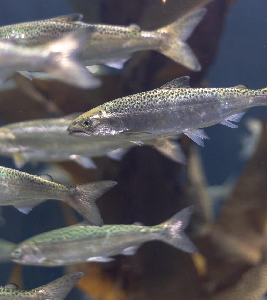 Descubren que pescar el salmón atlántico al principio de la temporada reduce su crecimiento