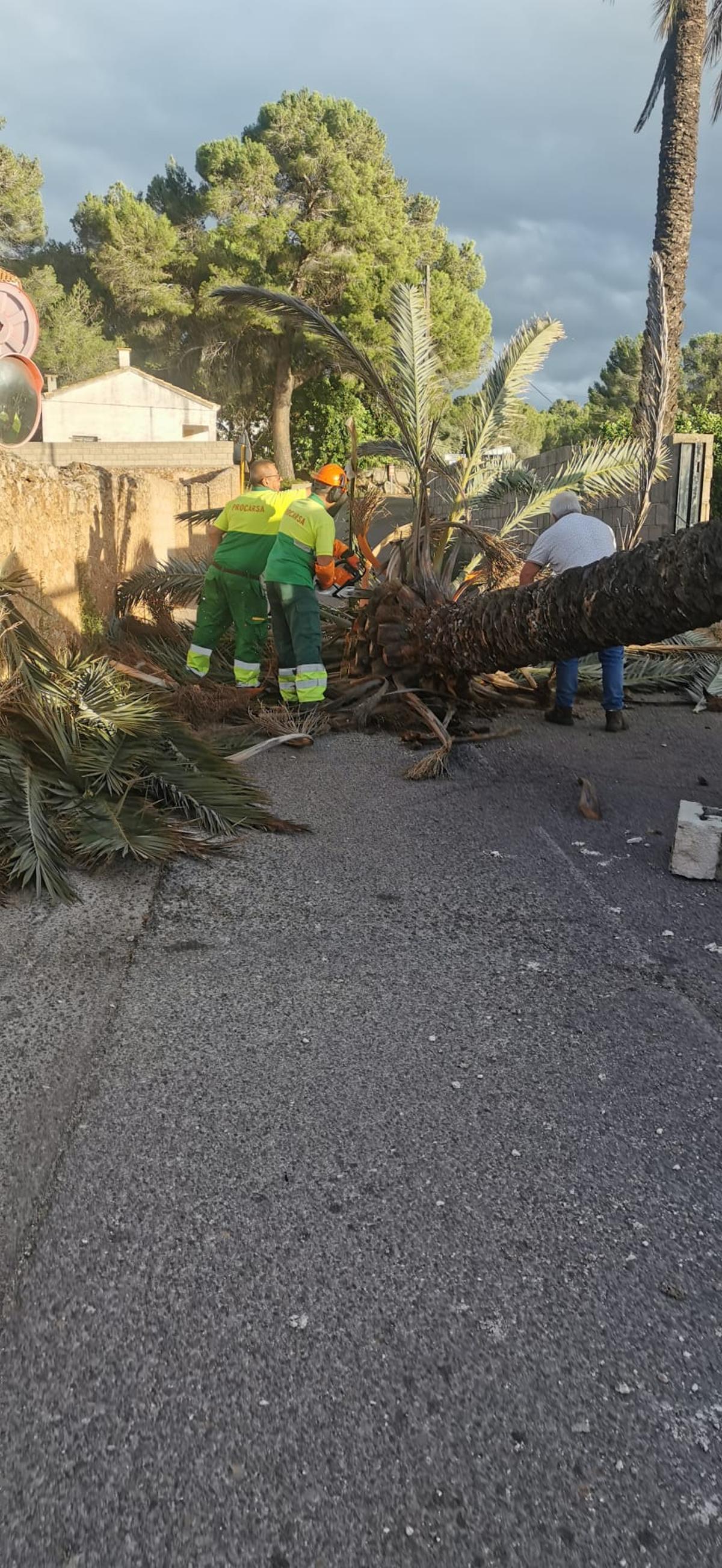 Operarios municipales talan la palmera de San Blas.